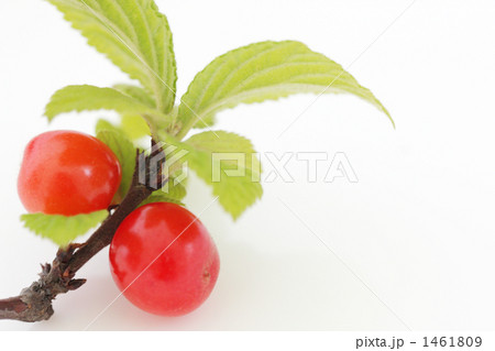 Downy Cherry-01 Downy Cherry-01 1461809