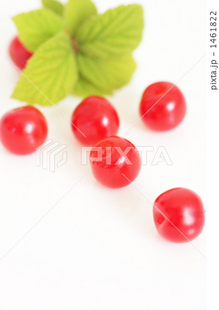 Downy Cherry-04 1461822