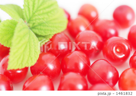 Downy Cherry-05 Downy Cherry-05 1461832