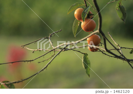 秋の果実 1462120