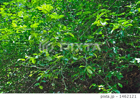 樹木・カラタチ　ミカン科 1462121