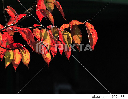 桜の紅葉 1462123