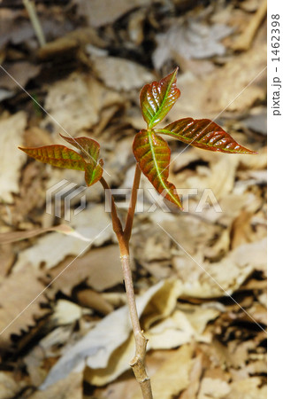 蔦うるし 1462398