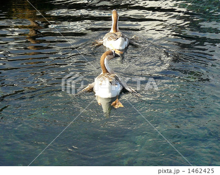 泳ぐアヒル 1462425