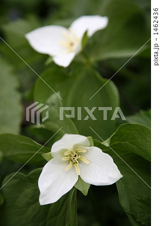 オオバナノエンレイソウ 1462436