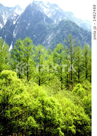 唐松などの新緑と霞沢岳 1462488