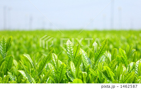 初夏のお茶畑 1462587
