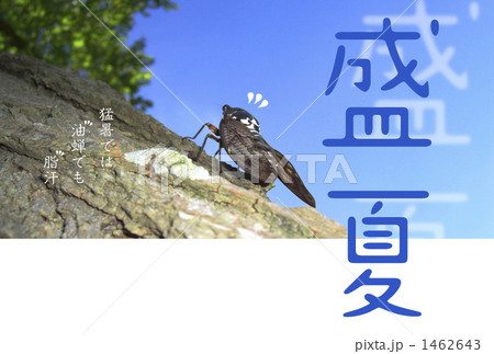 猛暑見舞 1462643