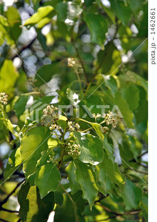 樹木・クスノキ　クスノキ科 1462661