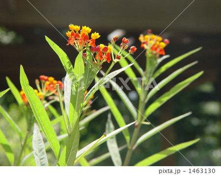 09月　トウワタ・ガガイモ科08　 1463130