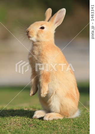 仔うたのうたっち 1463341