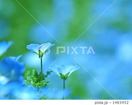 ネモフィラの花 1463452