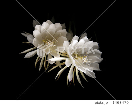 月下美人　【暗室撮影】 1463470