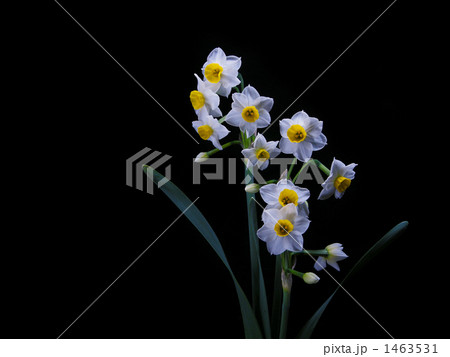 水仙 【暗室撮影】 水仙 【暗室撮影】 1463531