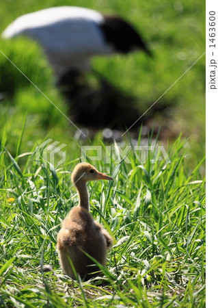 タンチョウ 1463600