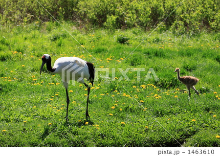 タンチョウ 1463610