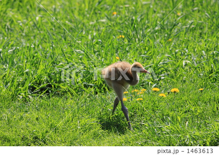 タンチョウ 1463613