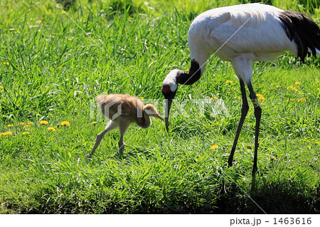 タンチョウ 1463616