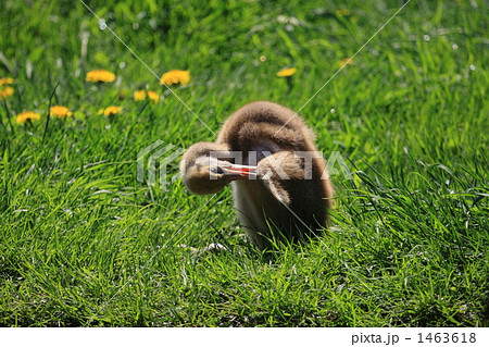 タンチョウ 1463618