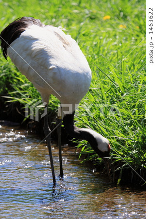 タンチョウ 1463622