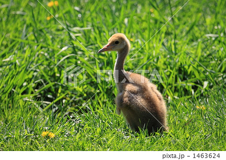タンチョウ 1463624