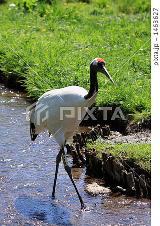 タンチョウ 1463627