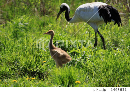 タンチョウ 1463631