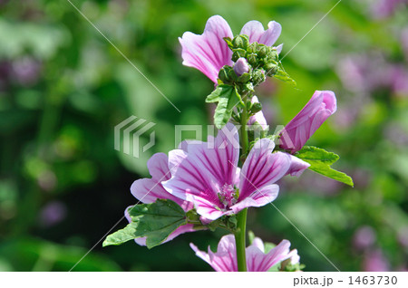 野草・ゼニアオイ アオイ科 野草・ゼニアオイ アオイ科 1463730