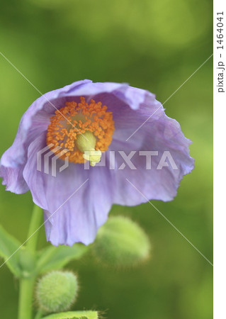 美しい青色の花ヒマラヤの青いケシアップ 美しい青色の花ヒマラヤの青いケシアップ 1464041