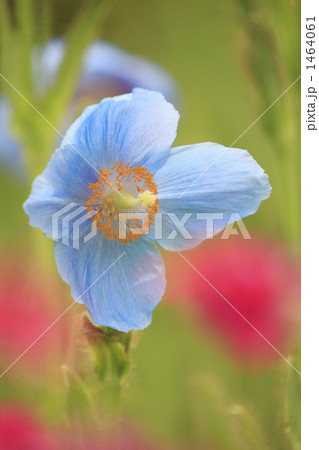 美しい青色の花ヒマラヤの青いケシ 美しい青色の花ヒマラヤの青いケシ 1464061