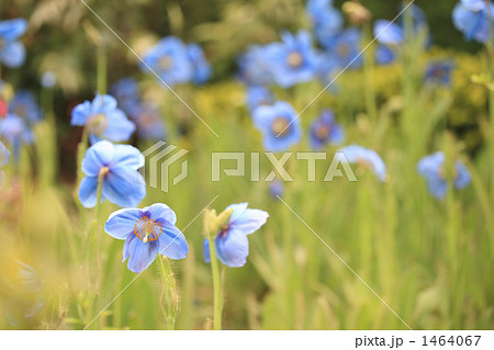 美しい青色の花ヒマラヤの青いケシ 1464067