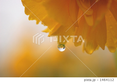 花のしずく 花のしずく 1464112