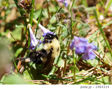 bumblebee 1464314