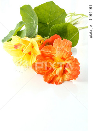 ナスタチウムB ナスタチウムB 1464465