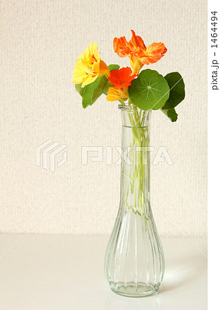 ナスタチウムH 1464494