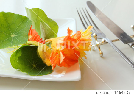 エディブルフラワーG 1464537