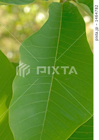 朴葉　朴の葉 1464782