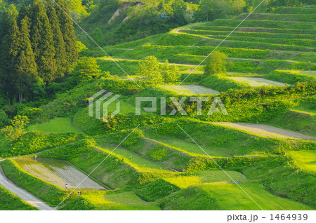 棚田 1464939