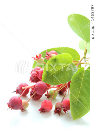 ジューンベリーD 1465797