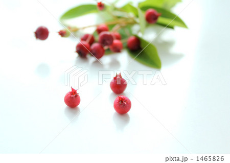 ジューンベリーG 1465826