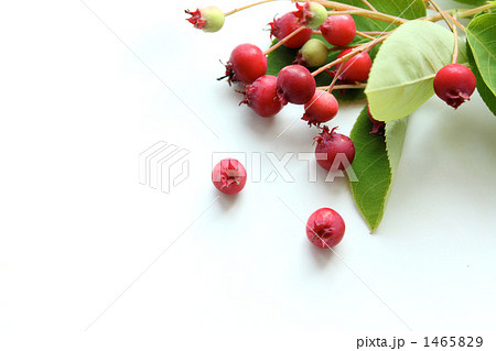 ジューンベリーH 1465829