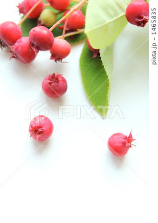 ジューンベリーI 1465835