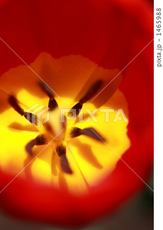 チューリップ 1465988