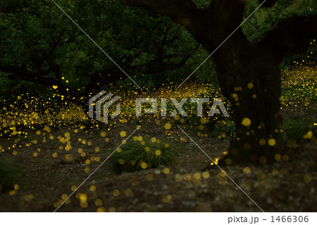 ヒメホタル 1466306