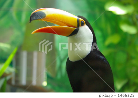 オニオオハシ オニオオハシ 1466325