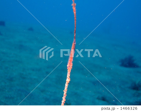 ガラスハゼ ガラスハゼ 1466326