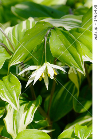 チゴユリ 1466408