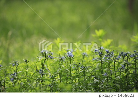 群れ咲く丁字草 1466622
