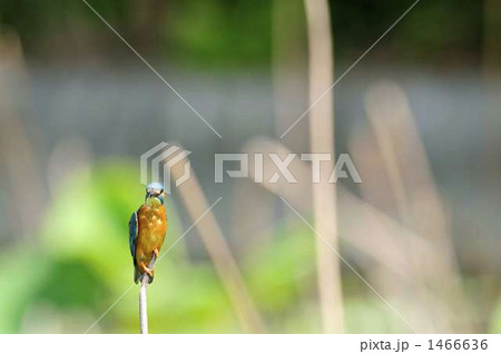 カワセミ カワセミ 1466636
