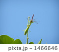 秋の捕食 1466646